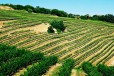 Vineyards
