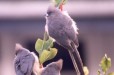 Whitebacked Mousebird
