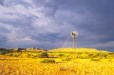 Windmill